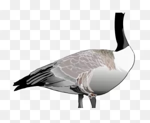 Goose Clipart Canada Goose - Png Download - Full Size Clipart ClipartFlare.com 