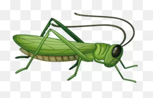 Download Hd Grasshopper Png - Grasshopper Clipart Png Transparent ClipartFlare.com 