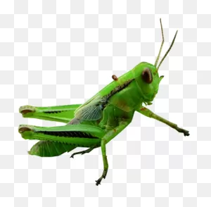 Download Grasshopper Clipart Transparent - Transparent Grasshopper ClipartFlare.com 