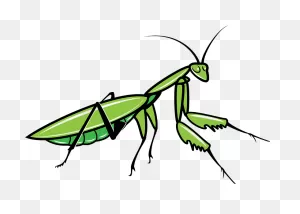 Grasshopper Clipart. Free Download Transparent .png | ClipartFlare