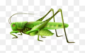 Grasshopper Png Clip Art | Grasshopper, Clip Art, Animals