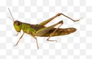 Grasshopper Png