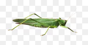 Grasshopper Png - Grasshopper Transparent Background Clipart ClipartFlare.com 