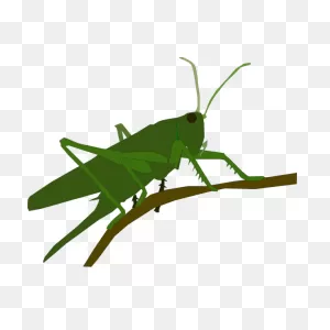 Grasshopper | Free PNG-WebP