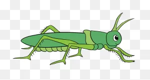 How To Draw Grasshopper - Easy Way To Draw Grasshopper Clipart ClipartFlare.com 