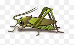 Insect Insect Grasshopper Cricket Like Insect Clipart - Insect ClipartFlare.com 
