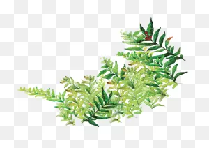 Watercolor Greenery Botanicals Watercolor Greenery - Leaf Clipart ClipartFlare.com 