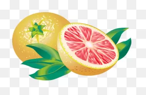 Clip Art Of A Grapefruit | ClipartFlare - Free Clipart Images