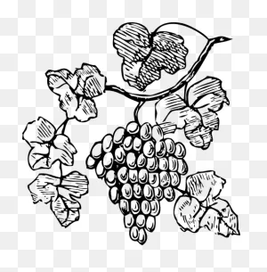 40  Free Grape-Vine & Grapes Vectors