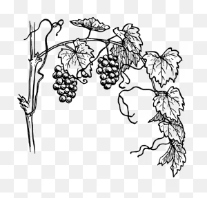 All Photo Png Clipart - Grape Vine Clipart Transparent Png - Full ClipartFlare.com 