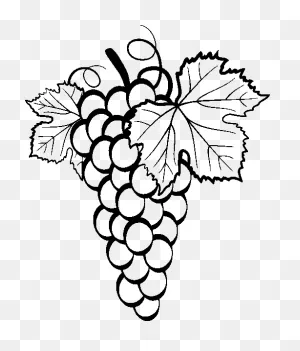 Common Grape Vine Drawing Clip Art - Grape Png Download - 502*589 ClipartFlare.com 