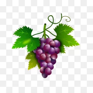 Grapes Vine Came - Free Image On ClipartFlare