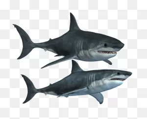 Great White Shark Clipart High Resolution - Shark Hd Png ClipartFlare.com 