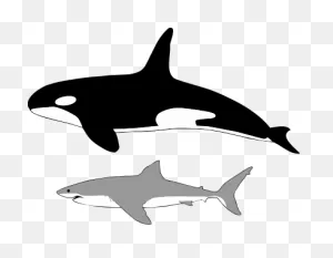 Great White Shark - Wikipedia