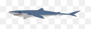 Great White Shark Clip Art – Clipart Free Download - ClipartFlare ClipartFlare.com 