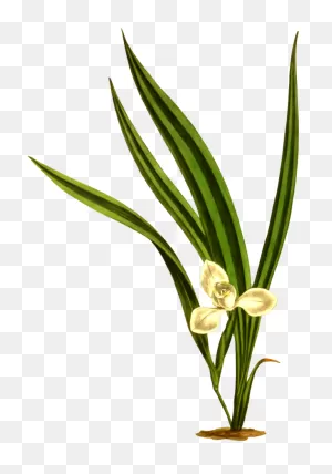 Grass Flower Plant Flora Clipart - Grass Clipart Nature Clip Art