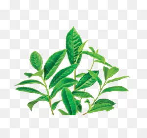 Free Green Tea Transparent, Download Free Green Tea Transparent ClipartFlare.com 