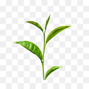 Free Green Tea Transparent, Download Free Green Tea Transparent ClipartFlare.com 