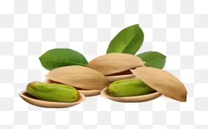 Nut Clipart - Clipart Suggest