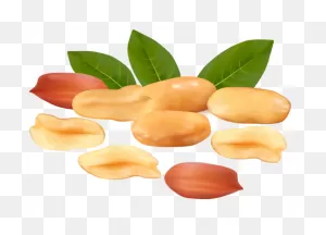 Peanut Png Images Free Download