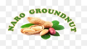 The National Groundnut Improvement Project | Naro Groundnut