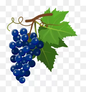 Blue Grapes Clipart. Free Download Transparent .png | ClipartFlare