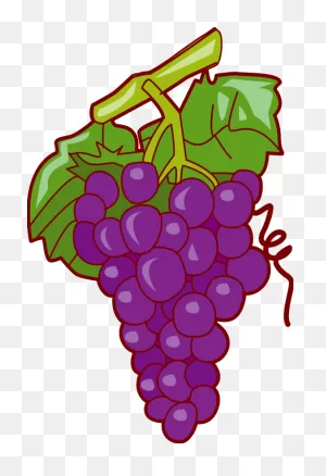Putple Grapes Drawing Free Image Download