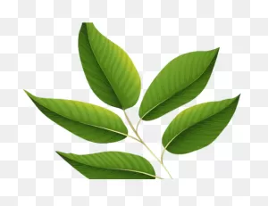 Download Green Leaves Clipart Jungle Leaf - Green Leaf Transparent ClipartFlare.com 