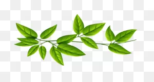 Free Green Leaf Transparent Background, Download Free Green Leaf ClipartFlare.com 