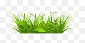 Prairie Or Field Wheat Grass Clipart - ClipartFlare