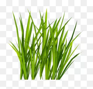 Transparent Grass Background Png - Green Grass Png Clipart - Full ClipartFlare.com 