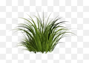 Grass