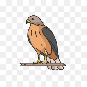 Animal, Bird, Duck Hawk, Fish Hawk, Goshawk, Hawk Icon - Download ClipartFlare.com 