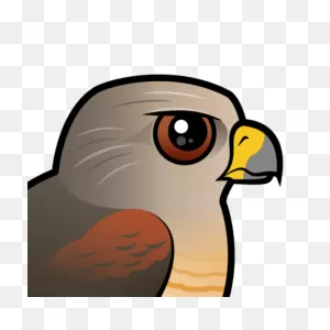 Cute Red-Shouldered Hawk By ClipartFlare < Meet The Birds