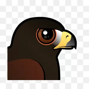Cute Harris Hawk By ClipartFlare < Meet The Birds