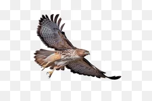 Download Turkey Red-Tailed Eagle Bald Vulture Red-Shouldered Hawk ClipartFlare.com 