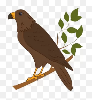 Hawk Clipart. Free Download Transparent .png | ClipartFlare