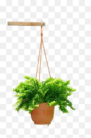 Download Hd Hanging Basket Clip Art - Cartoon Hanging Plant ClipartFlare.com 