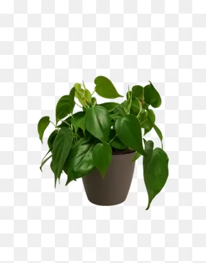 Hanging Plant Transparent Image | Png Arts