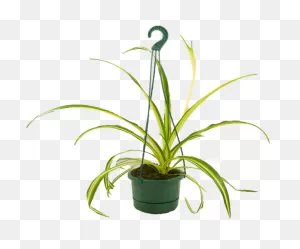 Hanging Flower Basket Drawing Clipart - Full Size Clipart ClipartFlare.com 