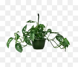 Monstera Adansonii Hanging Basket