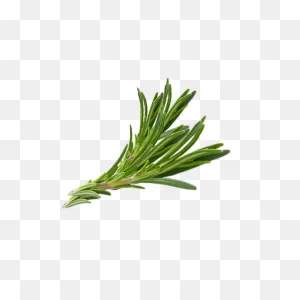 Download Hair Herb Thymes Rosemary Herbs Download Free Image ClipartFlare.com 