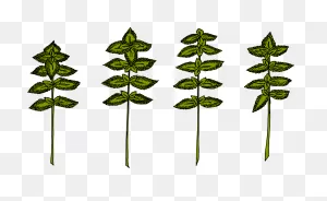 Free Photo Garden Healthy Herb Plant Basil Herbs Health - Max Pixel