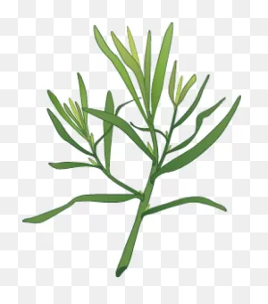 Garlic Clipart Herb Spice - Dill Plant Clipart - Png Download ClipartFlare.com 