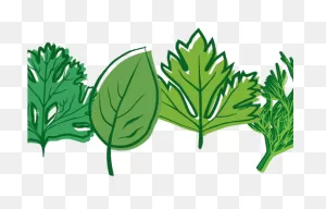 Herbs Clipart Botanical Name - Herbs And Plants Clip Art - Png ClipartFlare.com 