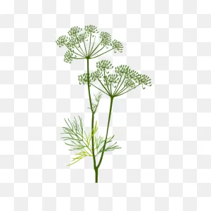 Herbs And Cocktails: Which Ones Should I Use And How To Use Them