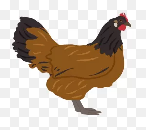 Chicken Hen Poultry - Free Vector Graphic On ClipartFlare