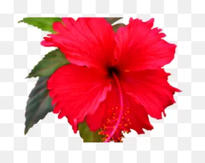 Hibiscus Clipart Red Hawaiian Flower - Flower Clip Art - Png ClipartFlare.com 