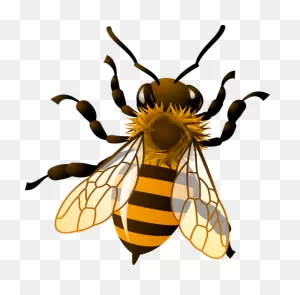 Honey Bee Clipart - Clipart Suggest