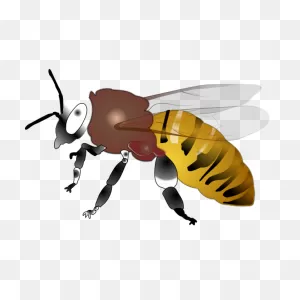 Hornet Png, PNG-WebP Clip Art For Web - Download Clip Art, Png Icon Arts